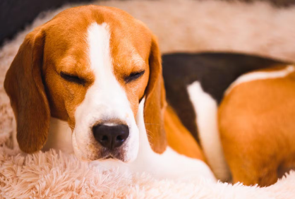 눈감고 있는 강아지