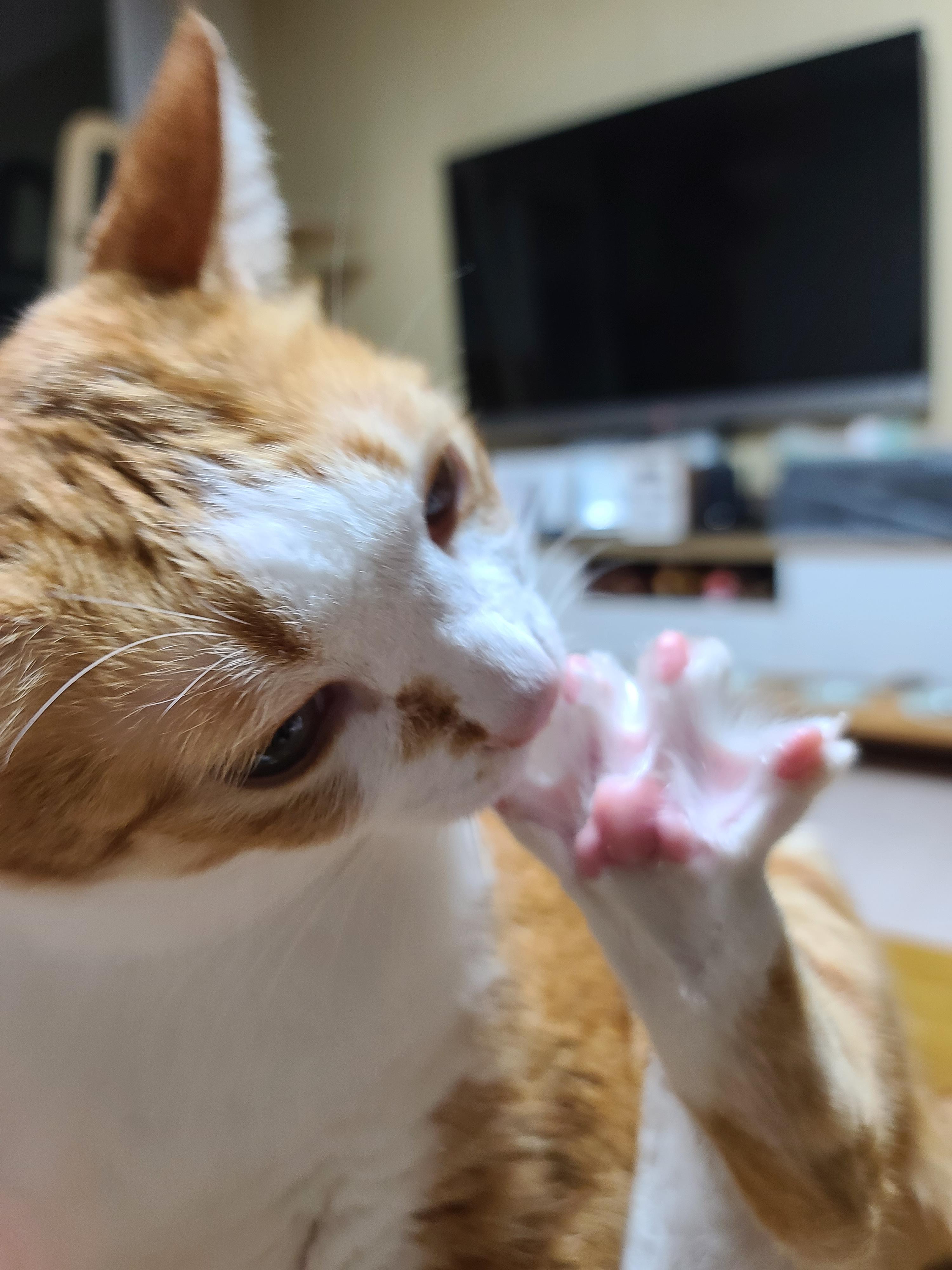 너무 귀여운 고양이호야 앞발 잼잼 ㅠ(feat.쫙편발가락)