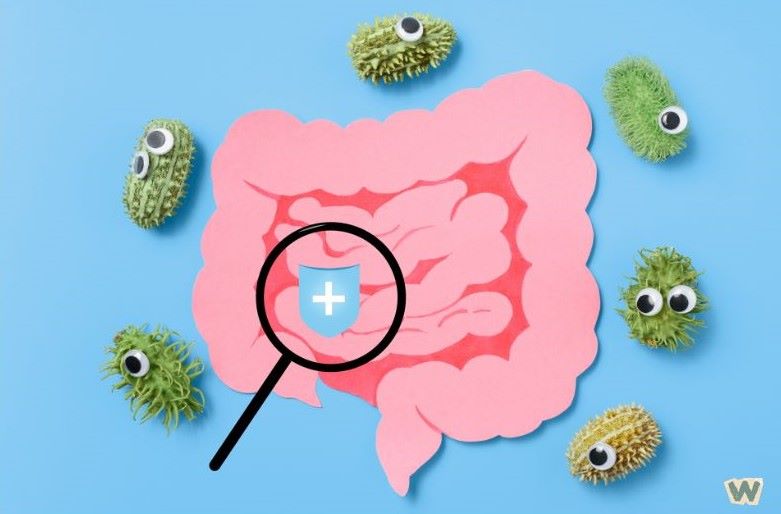 장 건강과 프로바이오틱스 - 유익균과 유해균 균형을 나타내는 장 모형 via Canva