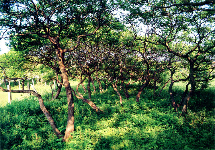 태안-안면도-가볼만한-곳-모감주나무군락