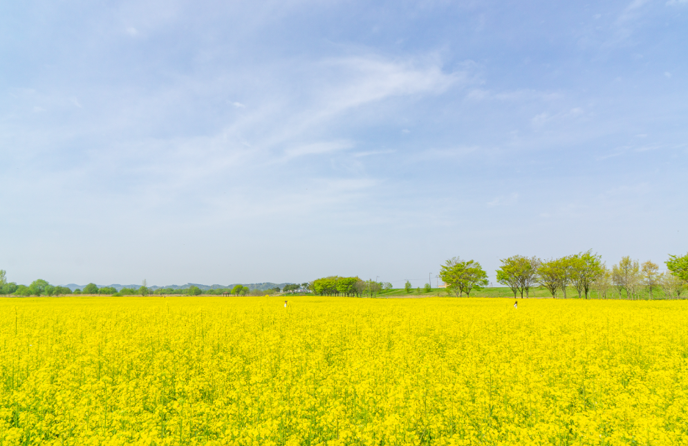 부여 세도 유채꽃1