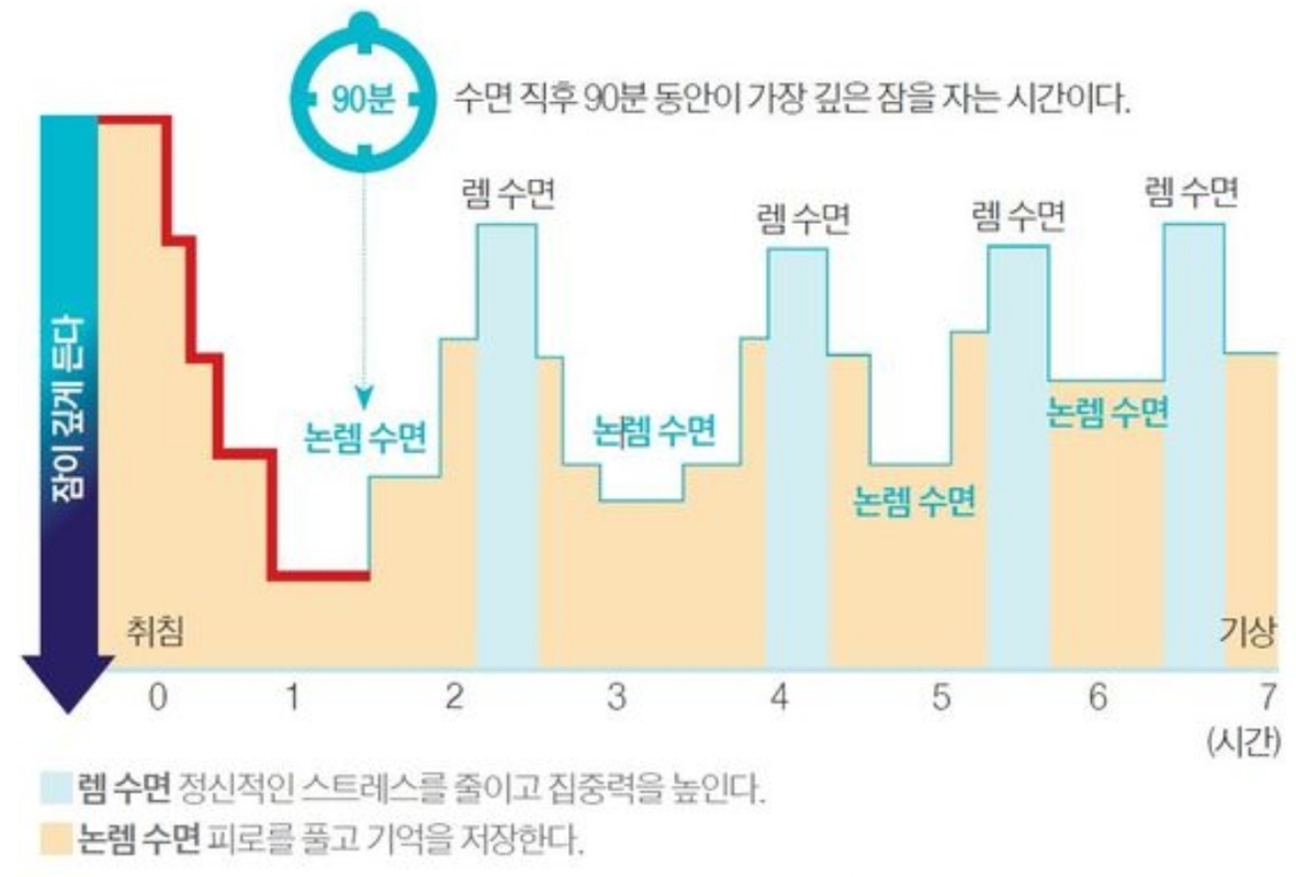 수면주기