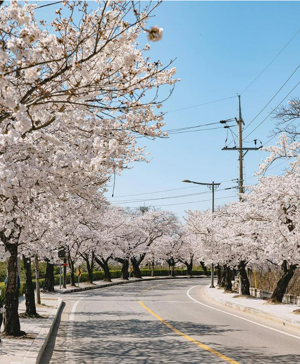 2025 벚꽃 개화시기