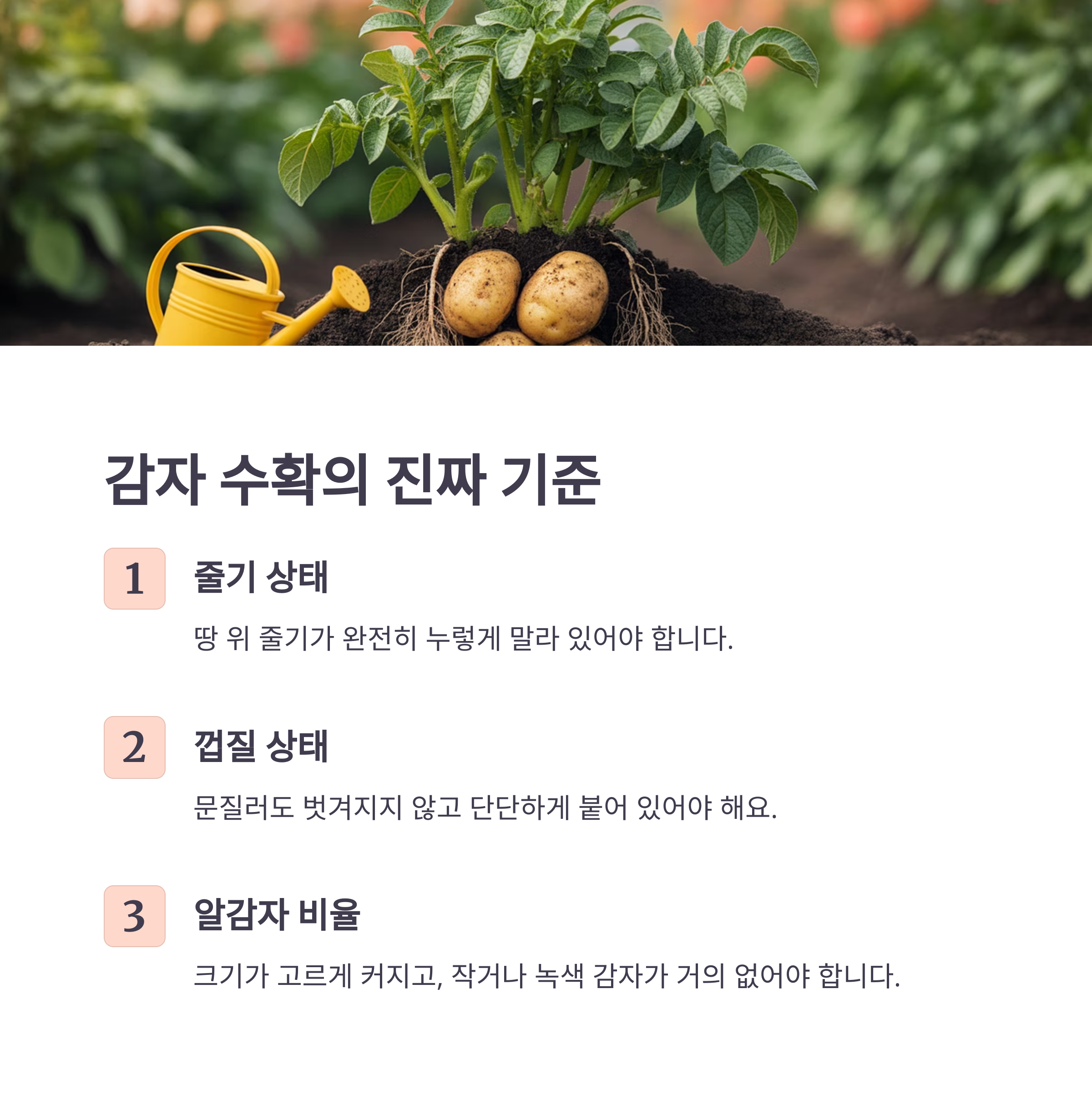 감자 수확의 기준, 잎이 아니라 ‘줄기와 껍질’을 보세요