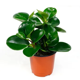 물없이 잘 자라는 실내 식물 추천_9