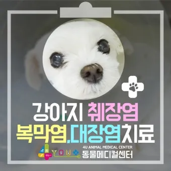 강아지 복막염 원인과 치료 방법_13