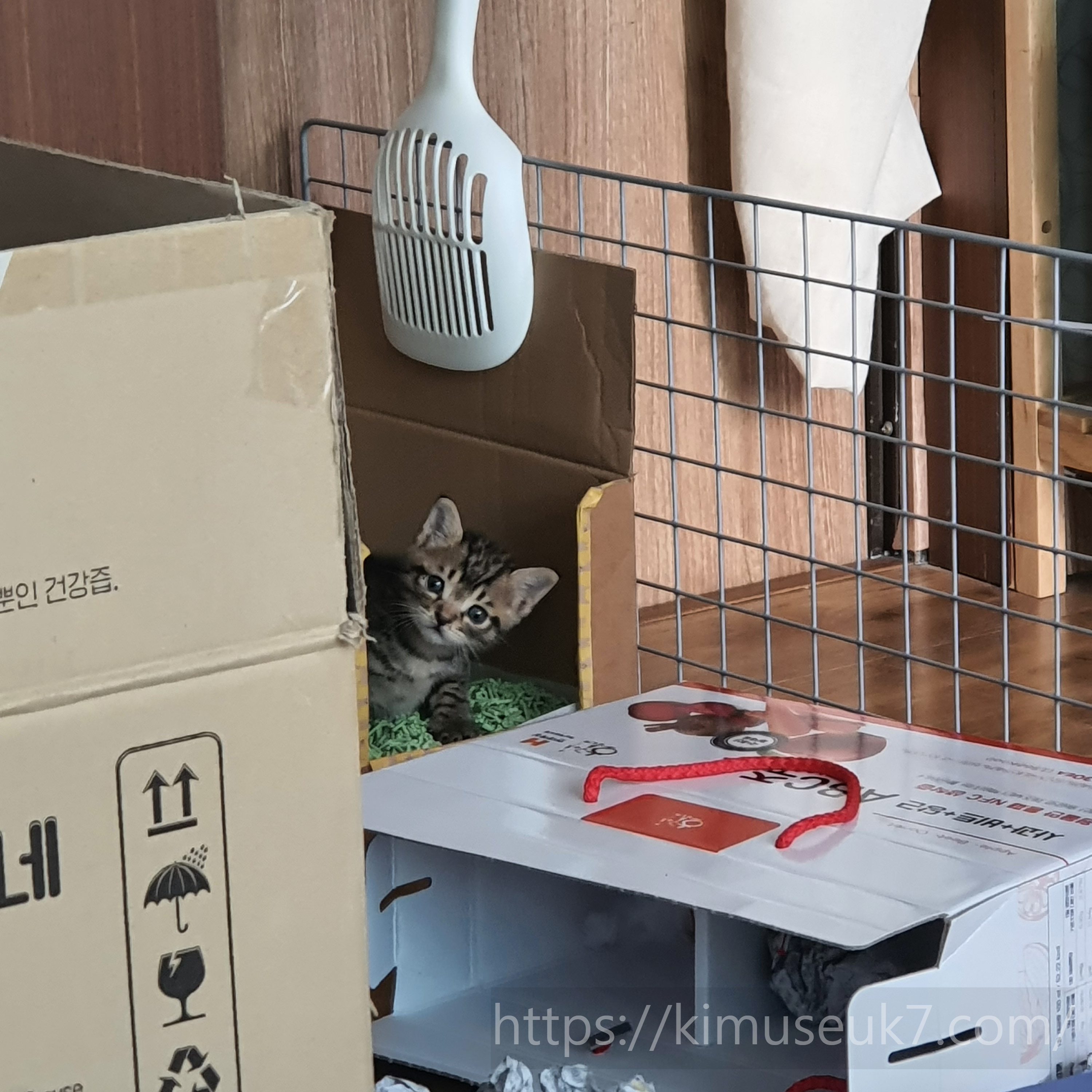 배변 문제 이후 달라진 생활 공간과 관찰 기준