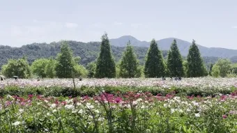 핫들생태공원 합천 산청 진달래축제_4