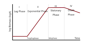 미생물 4단계 생애주기 성장곡선