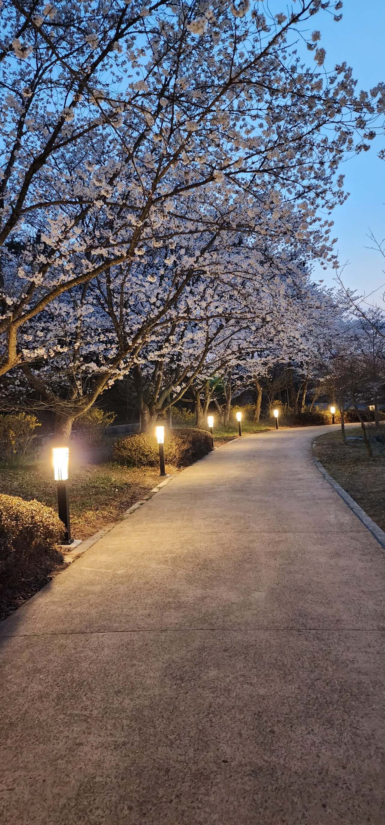 영암왕인문화축제 벚꽃