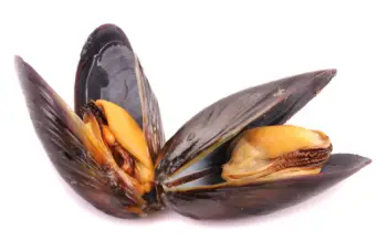 홍합 효능 및 영양성분, 가격