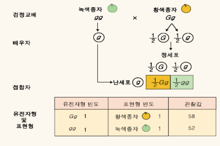 제1법칙-검정교배-한국방송통신대학교-농업유전학-교재