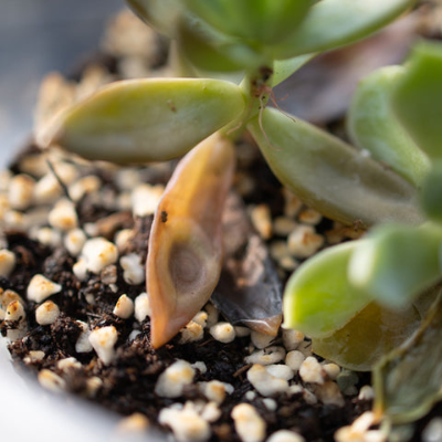 장마철 다육식물 물주기 실패