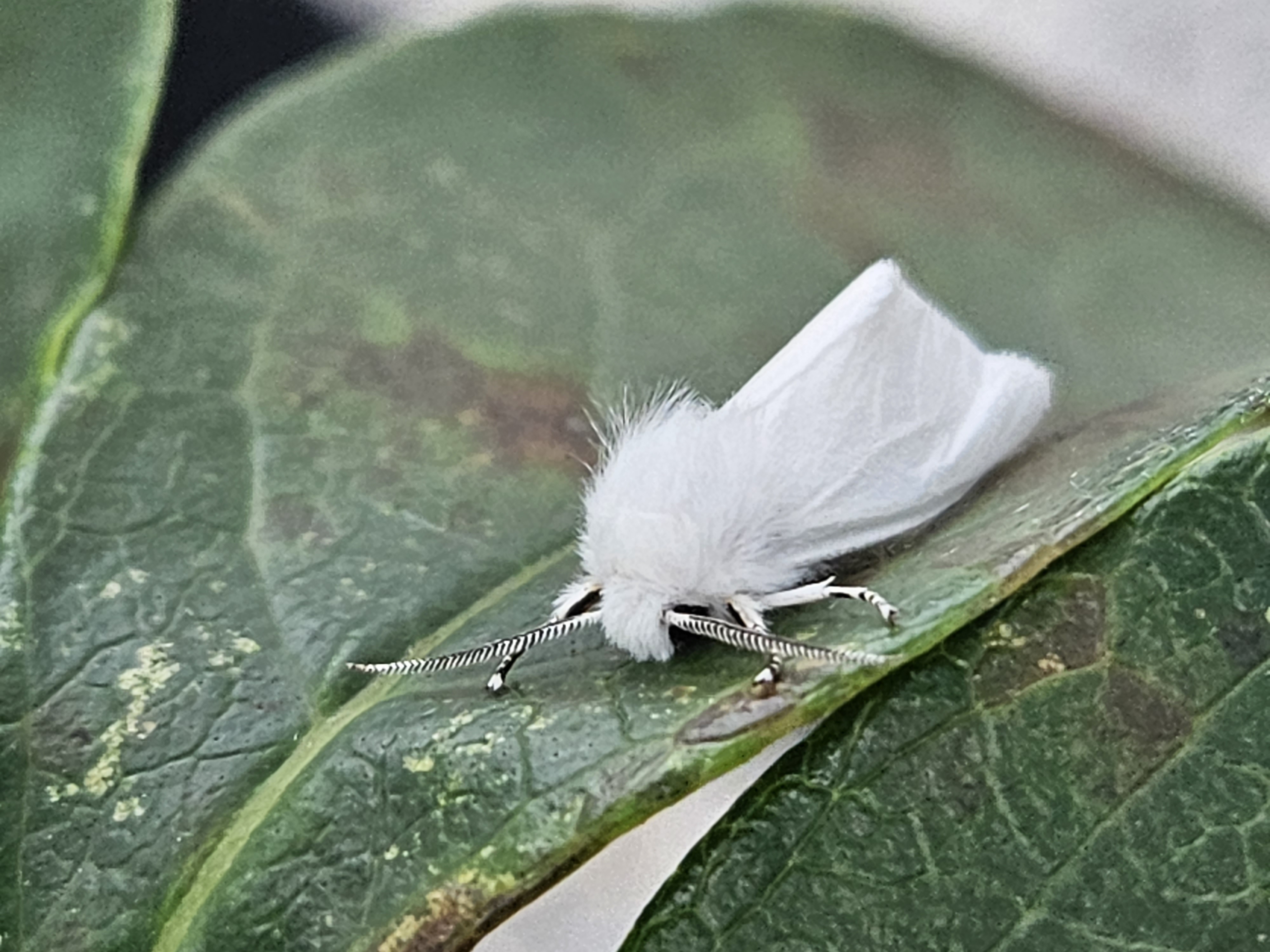 미국흰불나방13