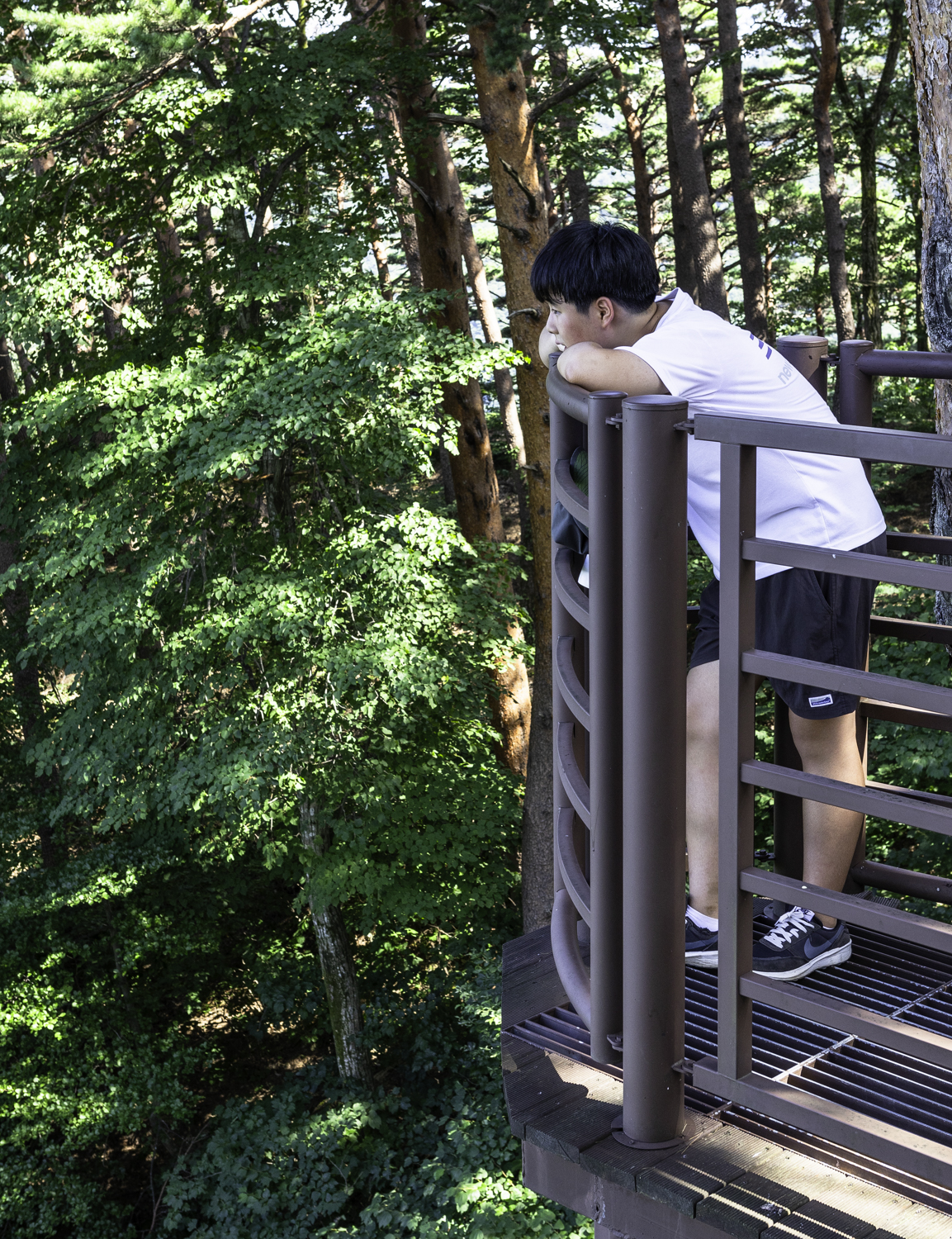 대관령소나무길 노무현 대통령