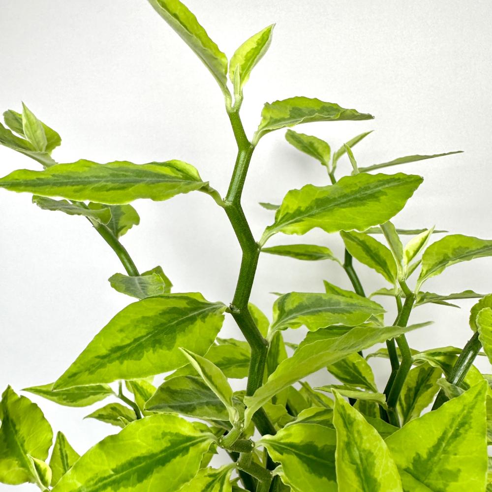 천국의계단 다육식물 키우기 키우는법