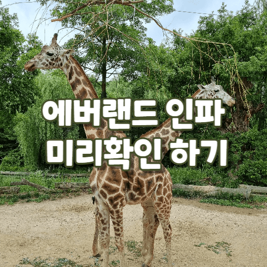 에버랜드인파미리확인하기