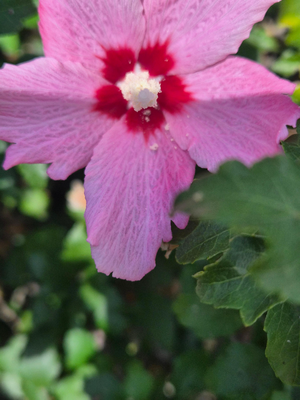 무궁화꽃한송이