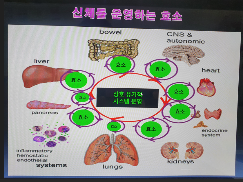 신체를 운영하는 효소