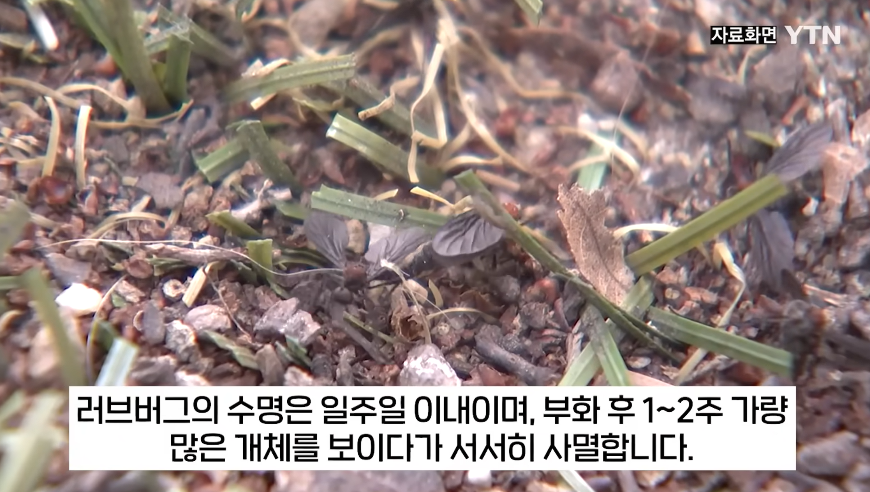 러브버그 퇴치법 총정리(출몰시기&amp;#44; 퇴치제&amp;#44; 수명)