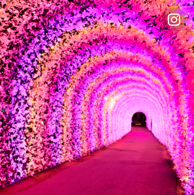 아침고요수목원 오색별빛정원 축제 할인 입장료 예약 방법 일정 가는 길 야경 명소 총정리