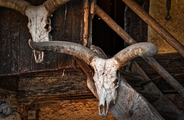 피부에서 뼈가 자라는 사람들: 이소골화증의 공포