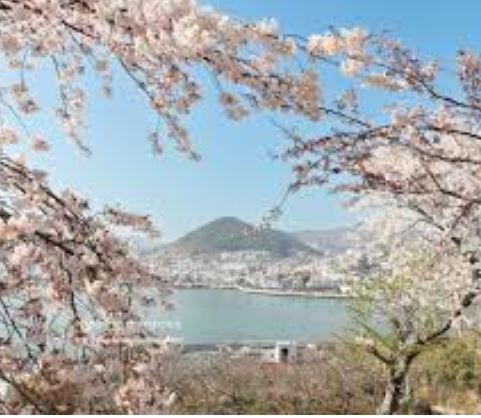 여수 벚꽃 명소