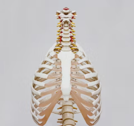 골다공증 초기증상 원인 치료방법