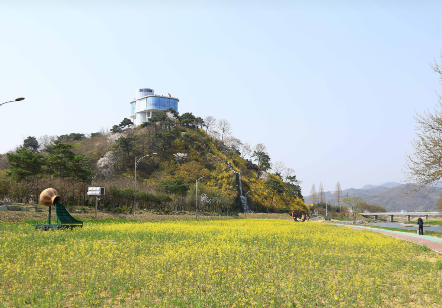 유채꽃1