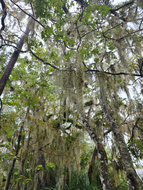 Spanish moss hanging on branches of trees