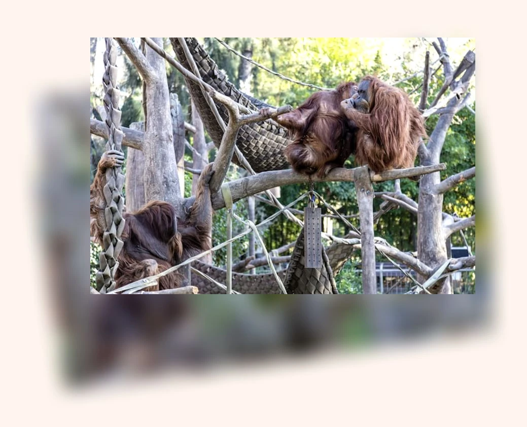 폐렴 회복_3_subsection