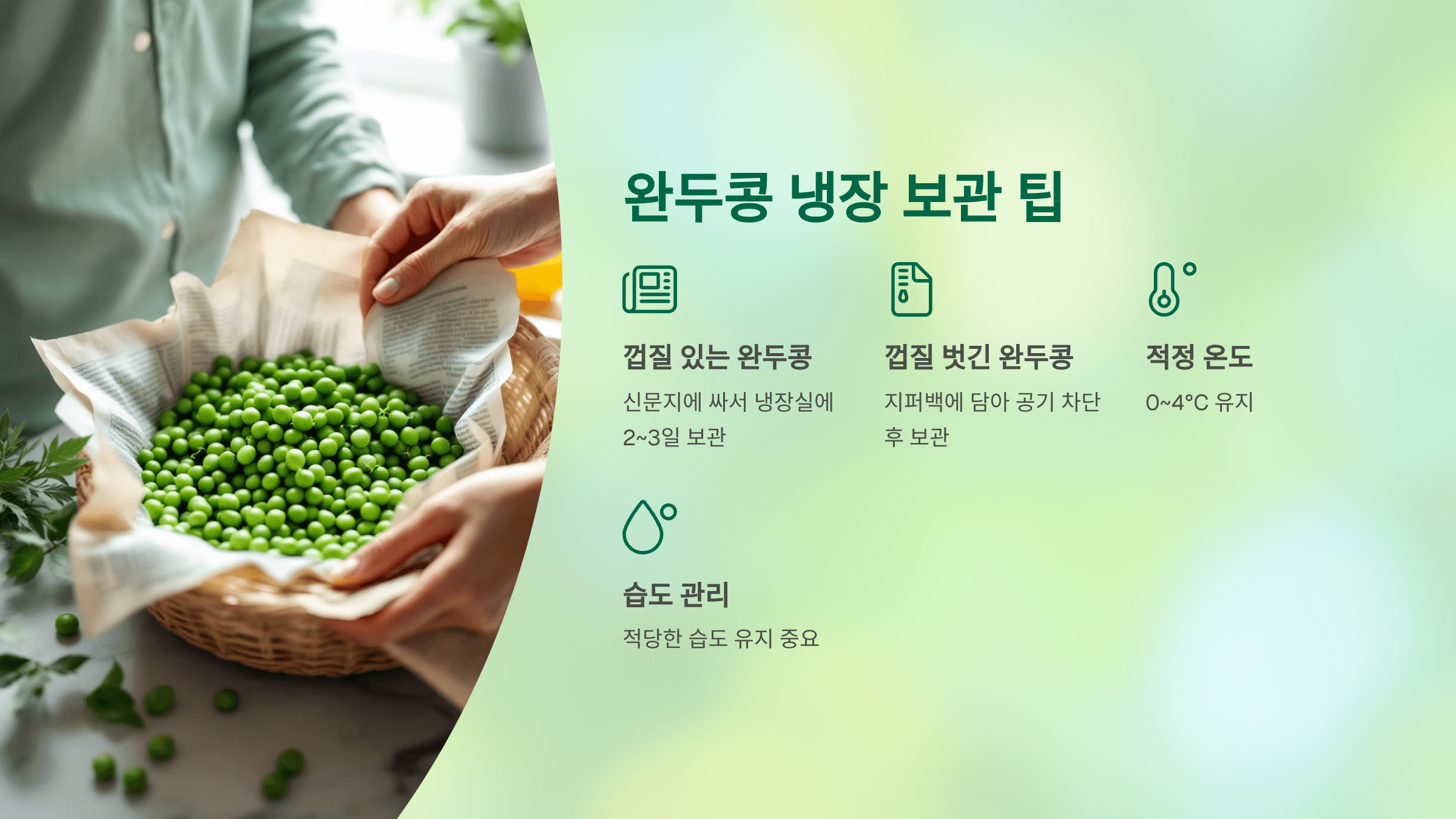 완두콩 사진입니다.