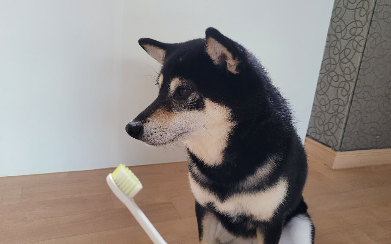 칫솔을 들고 있는 주인과 칫솔질 하려고 앉아있는 강아지