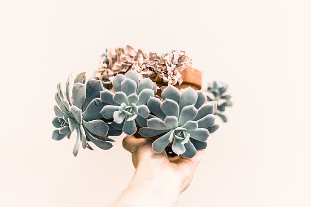에케베리아 라울(Echeveria Raoul): 건강한 색감 유지법