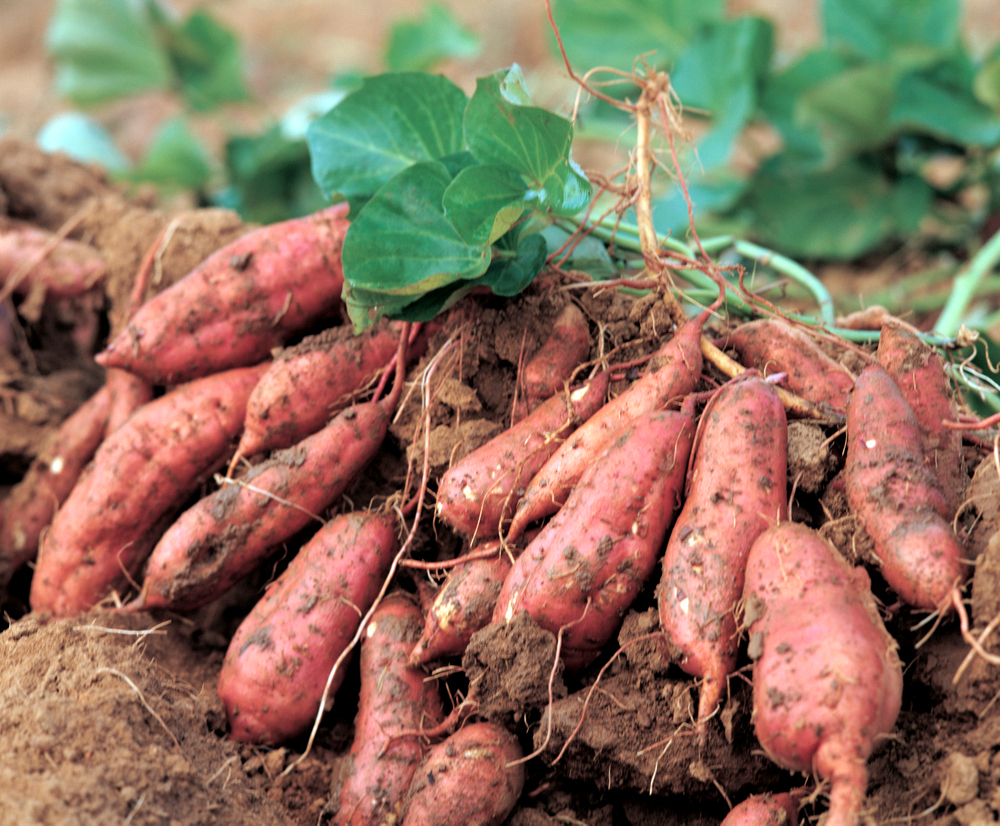 고구마-심는-시기