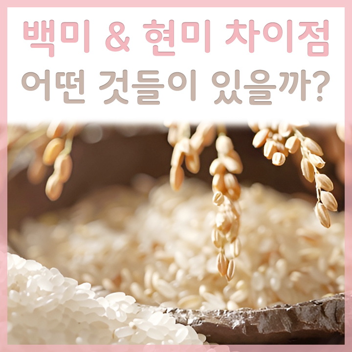 현미와-백미의-모습