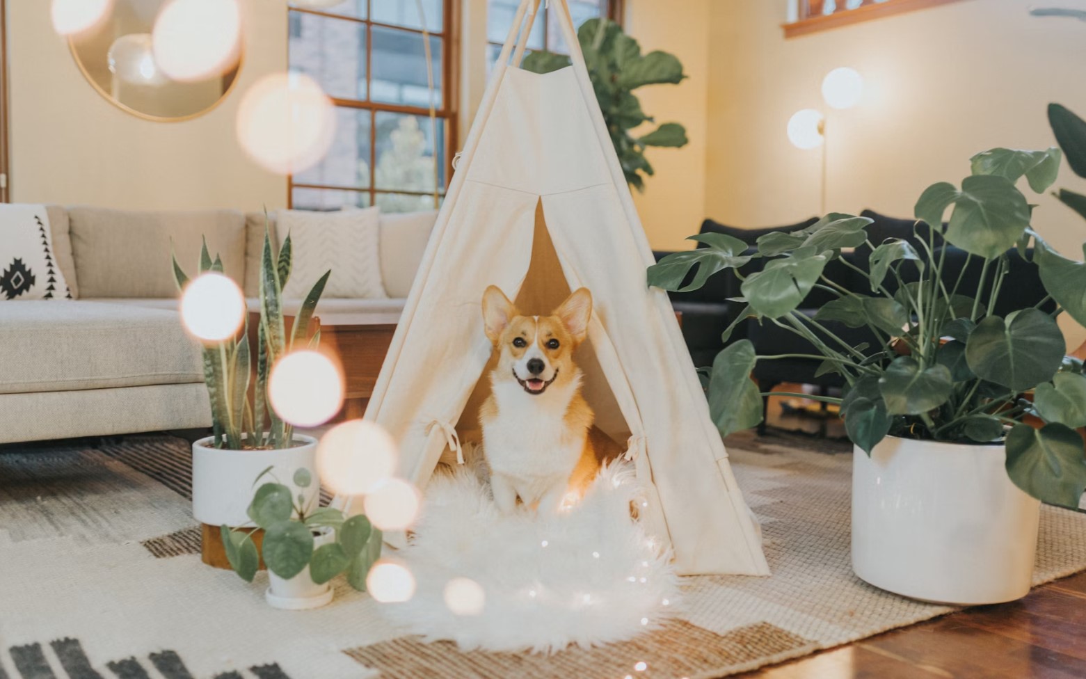 pet materials