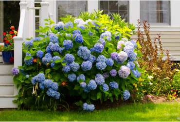 장생포 수국축제 주차장13