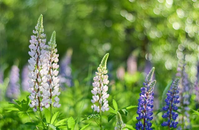 도시 농업과 외래종 문제: 도전과 해결 방안