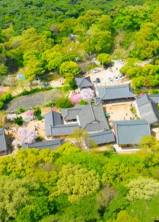 서산 개심사 겹벚꽃·청벚꽃 개화상황