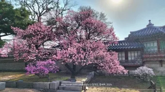 창덕궁 만첩홍매화 개화시기 명소_17