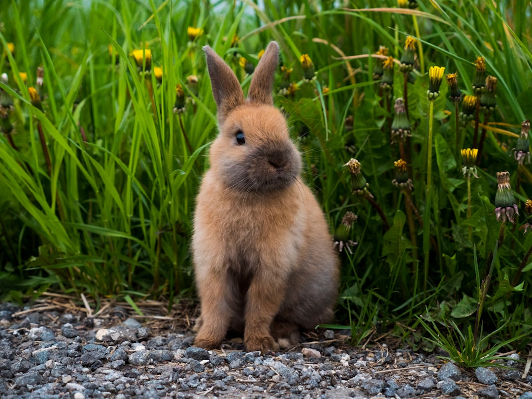 Rabbit