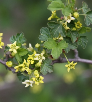 까마귀밥나무 꽃2