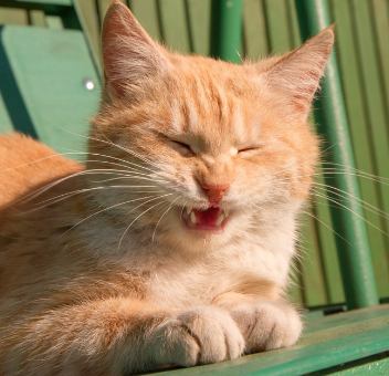 눈을 감고 입을 벌리는 고양이.