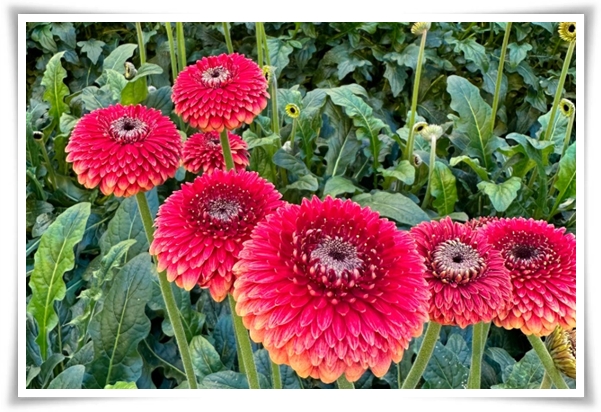 &quot;실내 공기정화에 좋은 식물 Best 10&quot; 공기정화 식물로 건강한 공간 만들기!