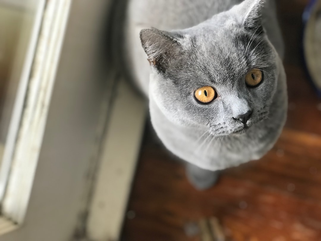 British Shorthair