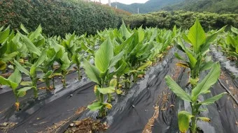 강황 재배 따뜻한 온도 보온 피복 수확 건조_3