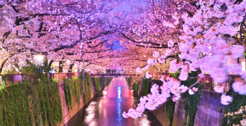 도쿄 메구로강