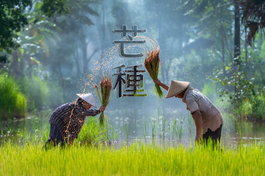 계절의 변화를 세분화한 24 절기 중 '망종' 이해하기