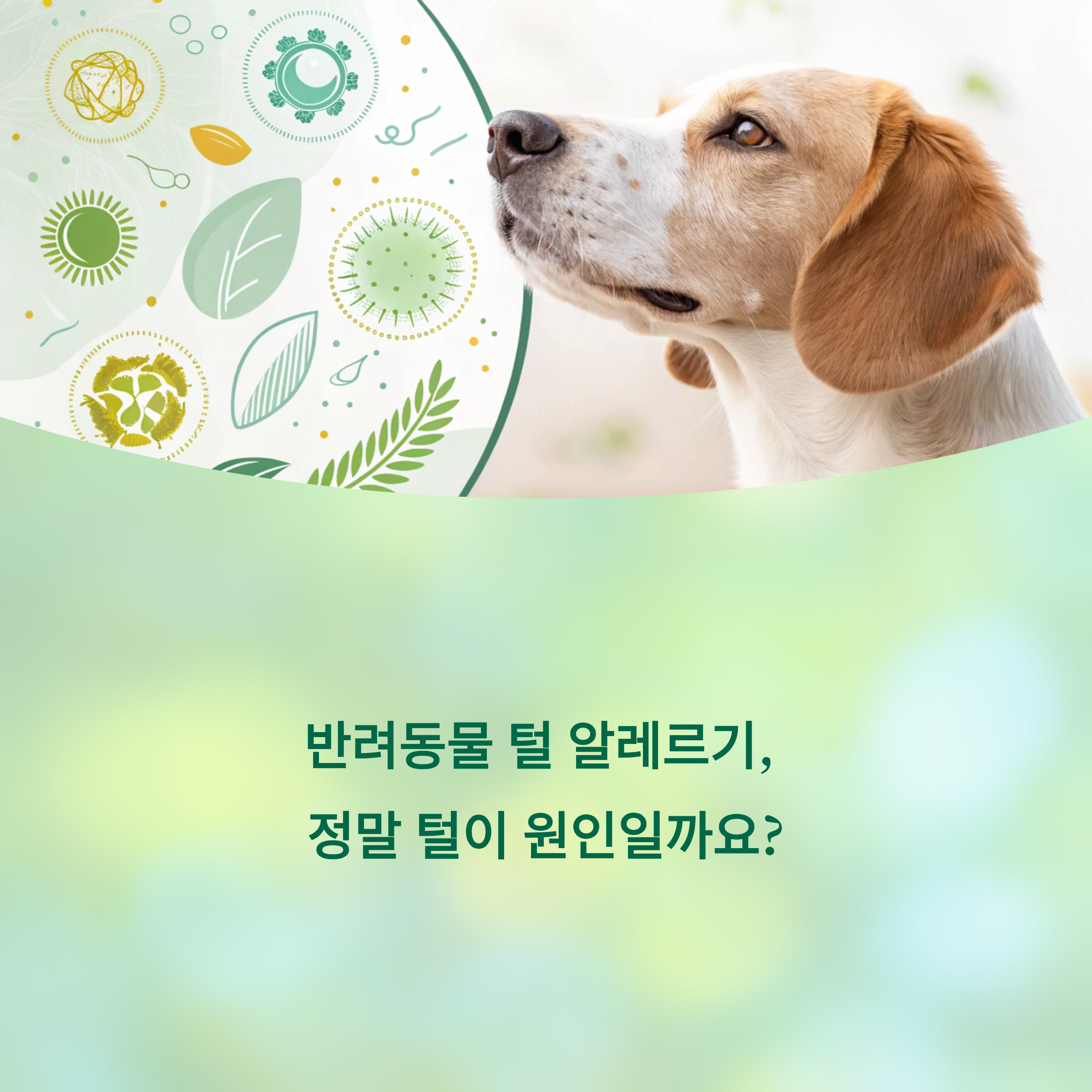 강아지와 고양이 털 알레르기 대처 방법